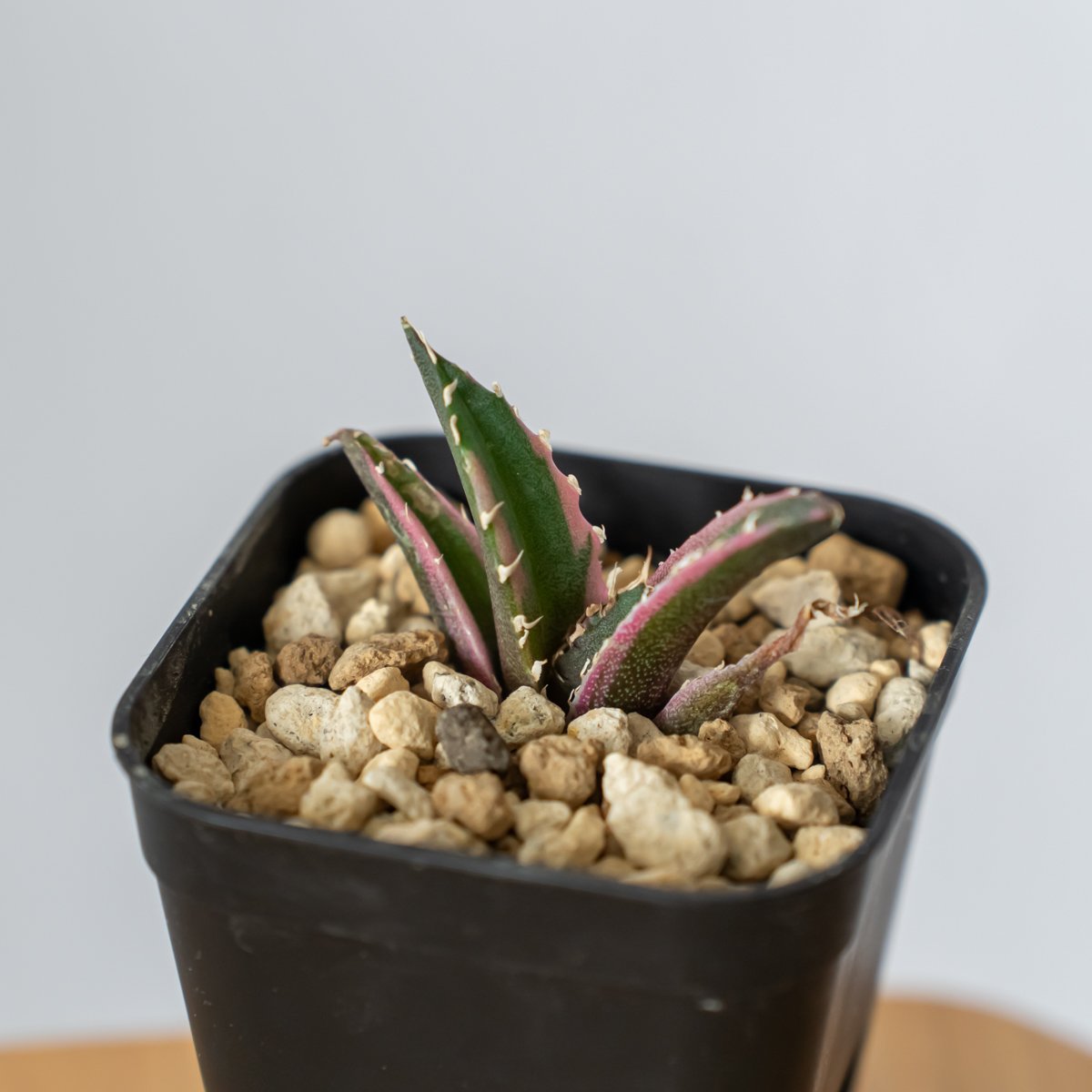 アガベ チタノタ 白鯨 白鯨錦 白覆輪 Agave titanota White Whale