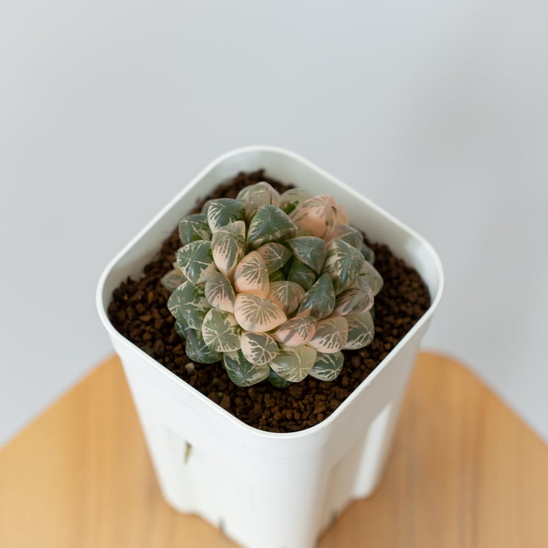 ハオルチア オブツーサ錦 舞姫錦 Haworthia obutusa 'Maihime' 多肉