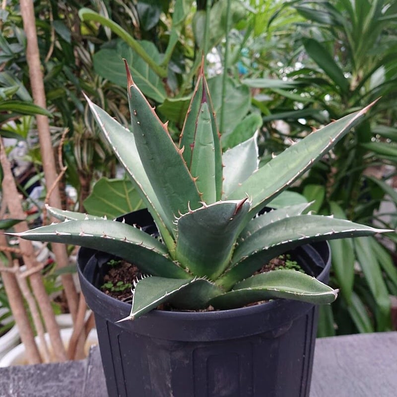 アガベ パープソラム 帝釈天 Agave purpusorum 2 | My-Favthings
