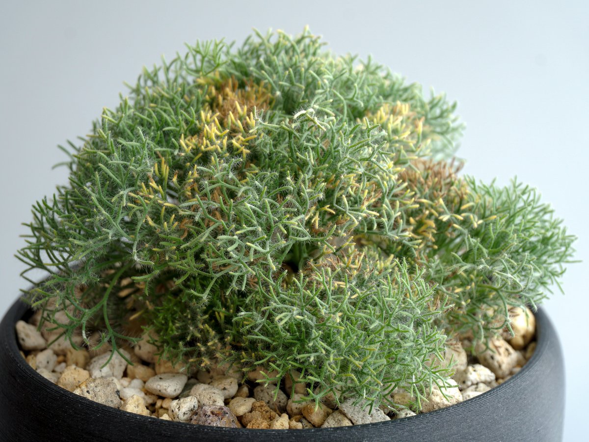 Monsonia peniculina 自家採取種子 | toshiro mori store
