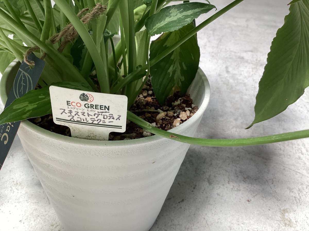 スキスマトグロッティス スコルテクニー 観葉植物 | インテリア