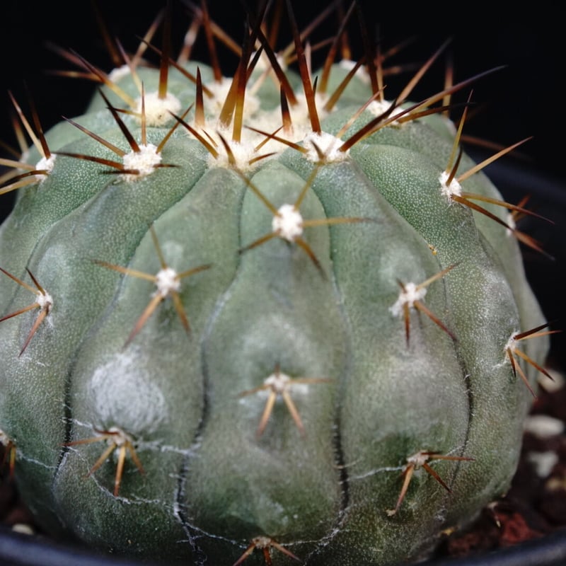 コピアポア シネレア コルムナアルバ 孤竜丸 Copiapoa cinerea var. co