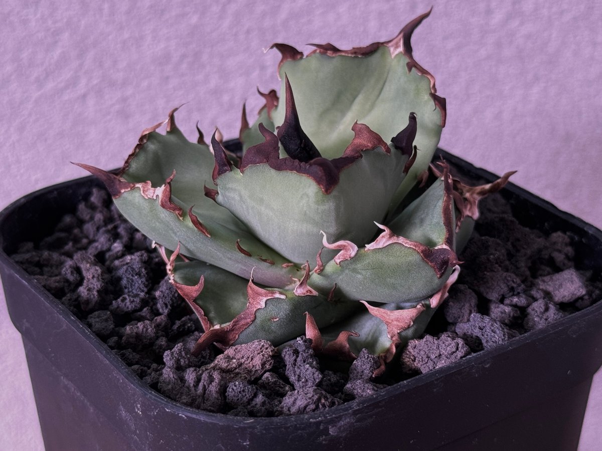 アガベ・チタノタ 虎鯨/シャチ（芽）-003｜agave titanota orca（Kill