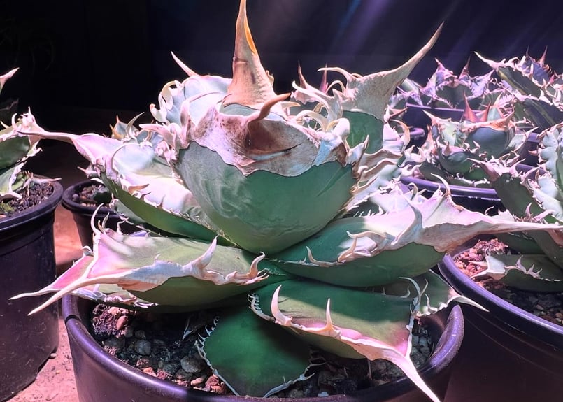 アガベ・チタノタ 緑幽霊(中)-010｜agave titanota green ghost