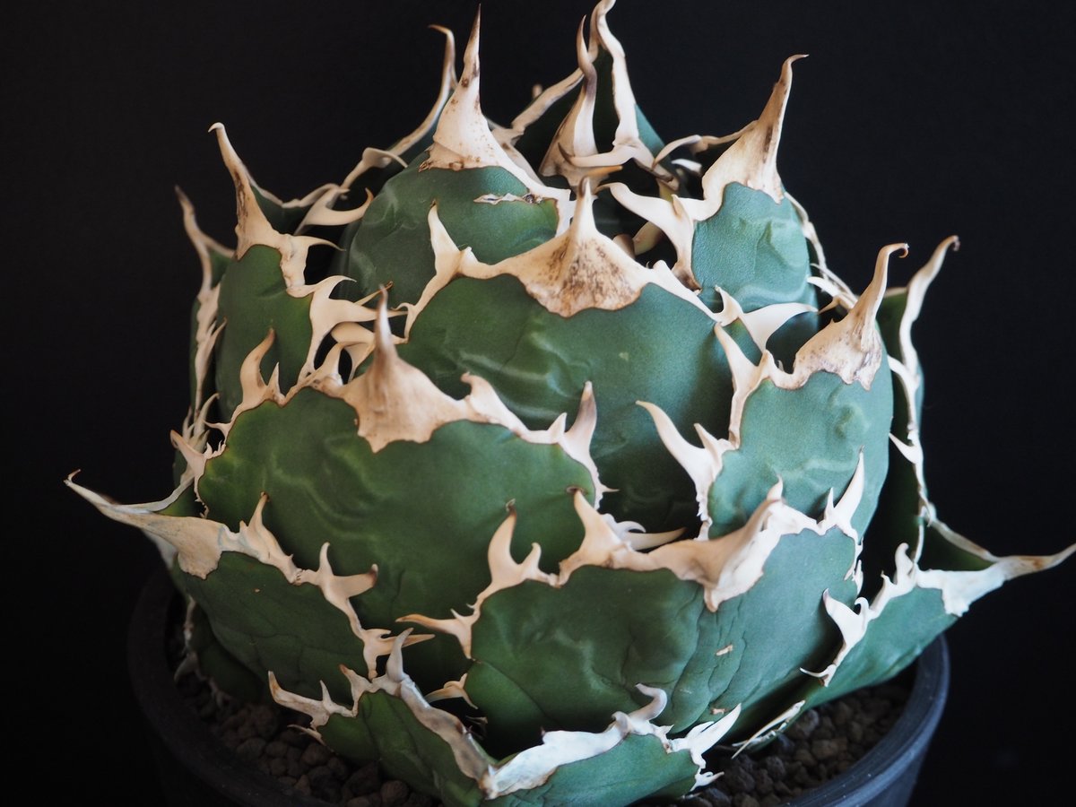 アガベ チタノタ 白鯨 大株 植物図鑑】アガベ チタノタ（ティタノータ