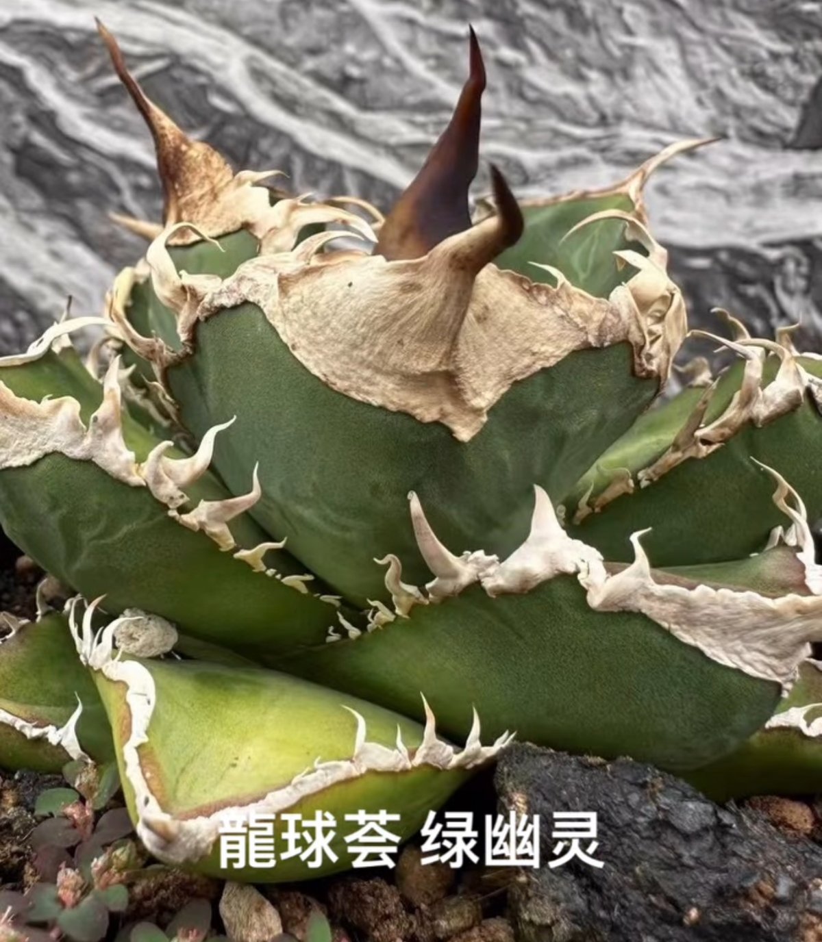 アガベ・チタノタ 緑幽霊(中)-010｜agave titanota green ghost