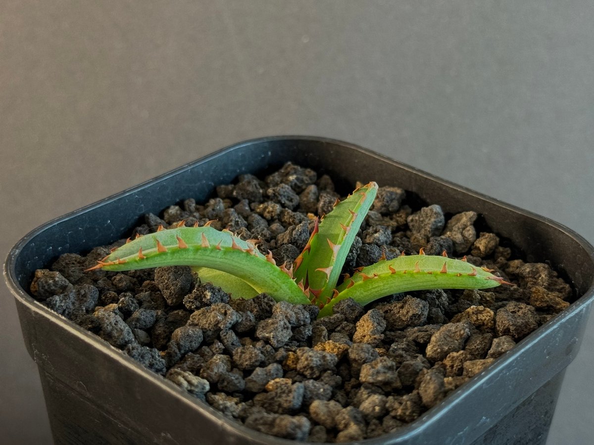 アガベ・チタノタ 萬代 X 厳竜（寛版刺/Lize血統）芽-003｜agave
