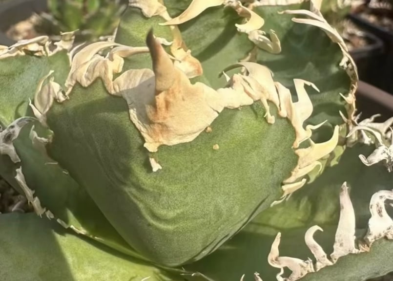 アガベ・チタノタ 白幽霊（小株）-007｜agave titanota white ghost