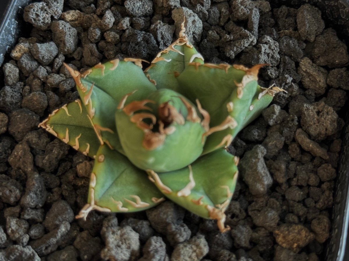 アガベ・チタノタ 魔丸（芽）-037｜agave titanota imps | Plus_P