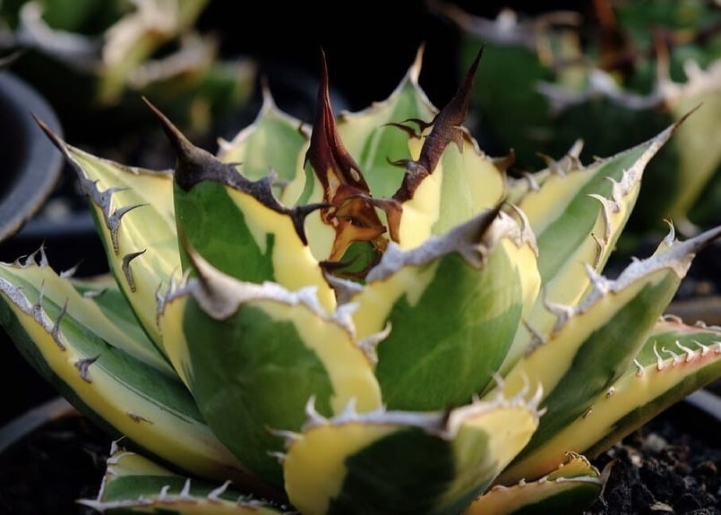 アガベ・チタノタ スナグルトゥース子株-002｜agave titanota snaggle