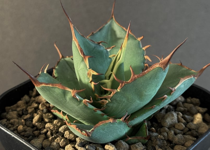 アガベ・チタノタ FO076/オテロイ(芽)005｜agave titanota FO-076