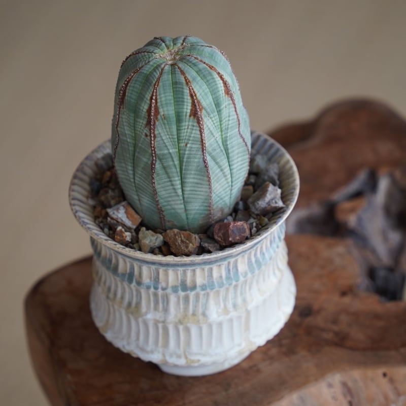 ユーフォルビア オベサ 木質化 φ7.5cm〈メス〉 × 杉山悠 作 4号 植木鉢