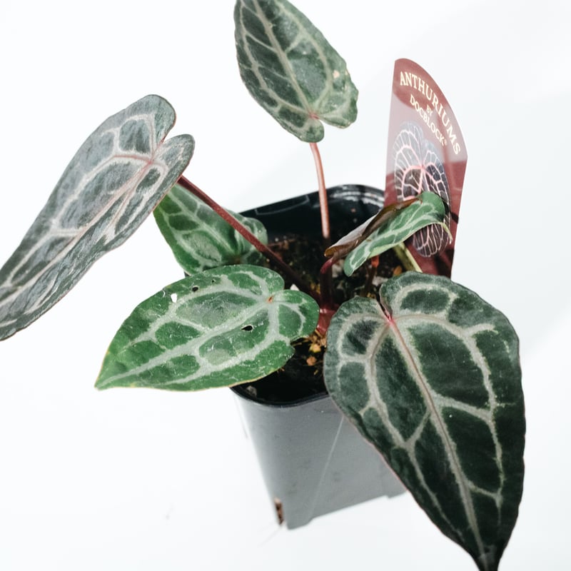 アンスリウム・ミシェル（Anthurium 'Michelle'） _250511B_6/8写