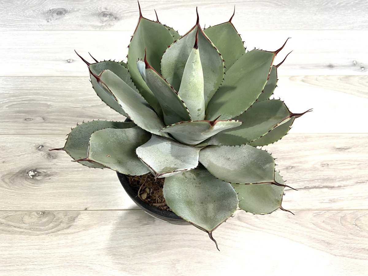 Agave parryi var. truncata】アガベパリートランカータ | ACE