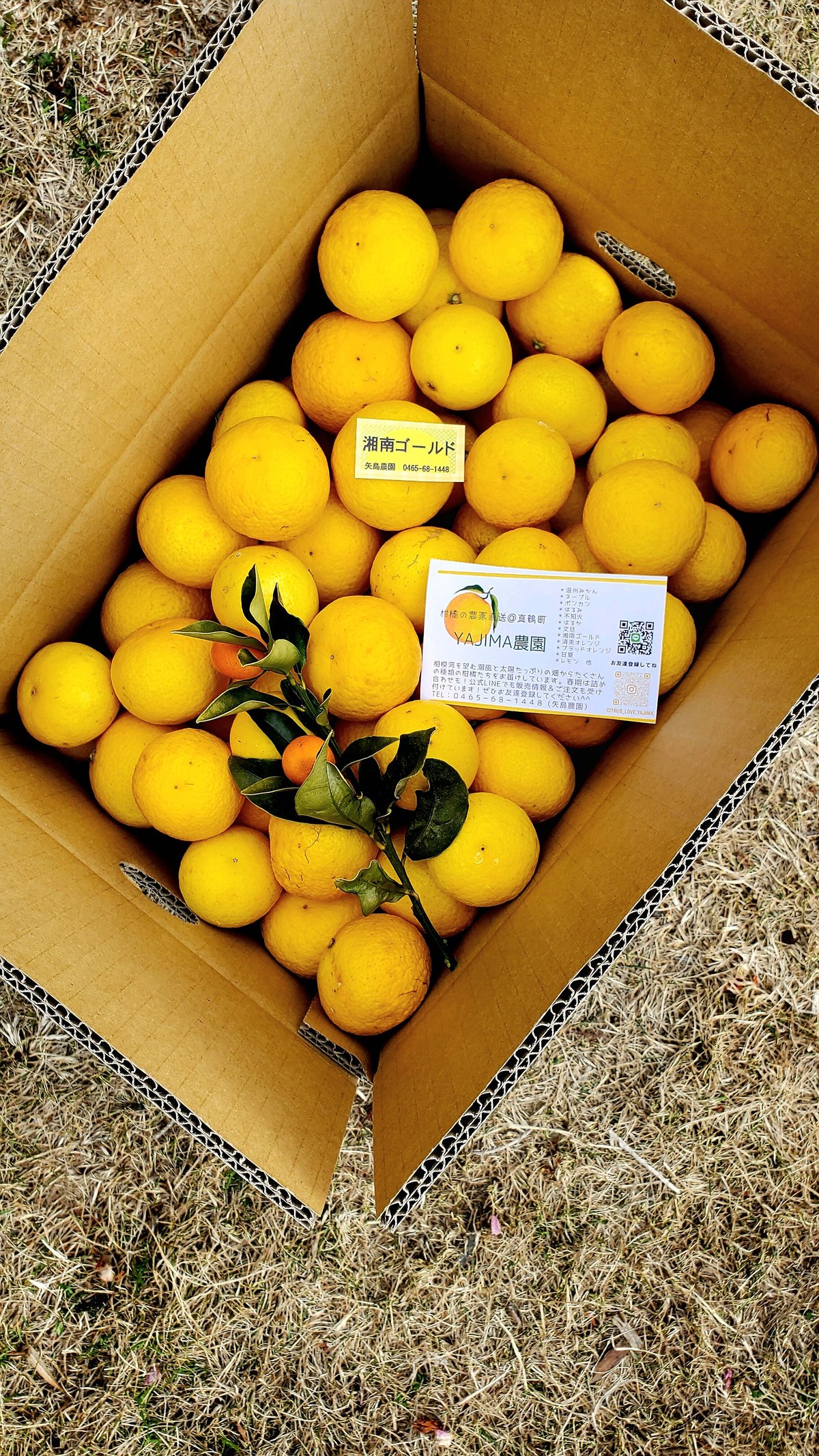 希少☆湘南ゴールド🍊神奈川特産♡10キロ | 柑橘直送 YAJIMA農園