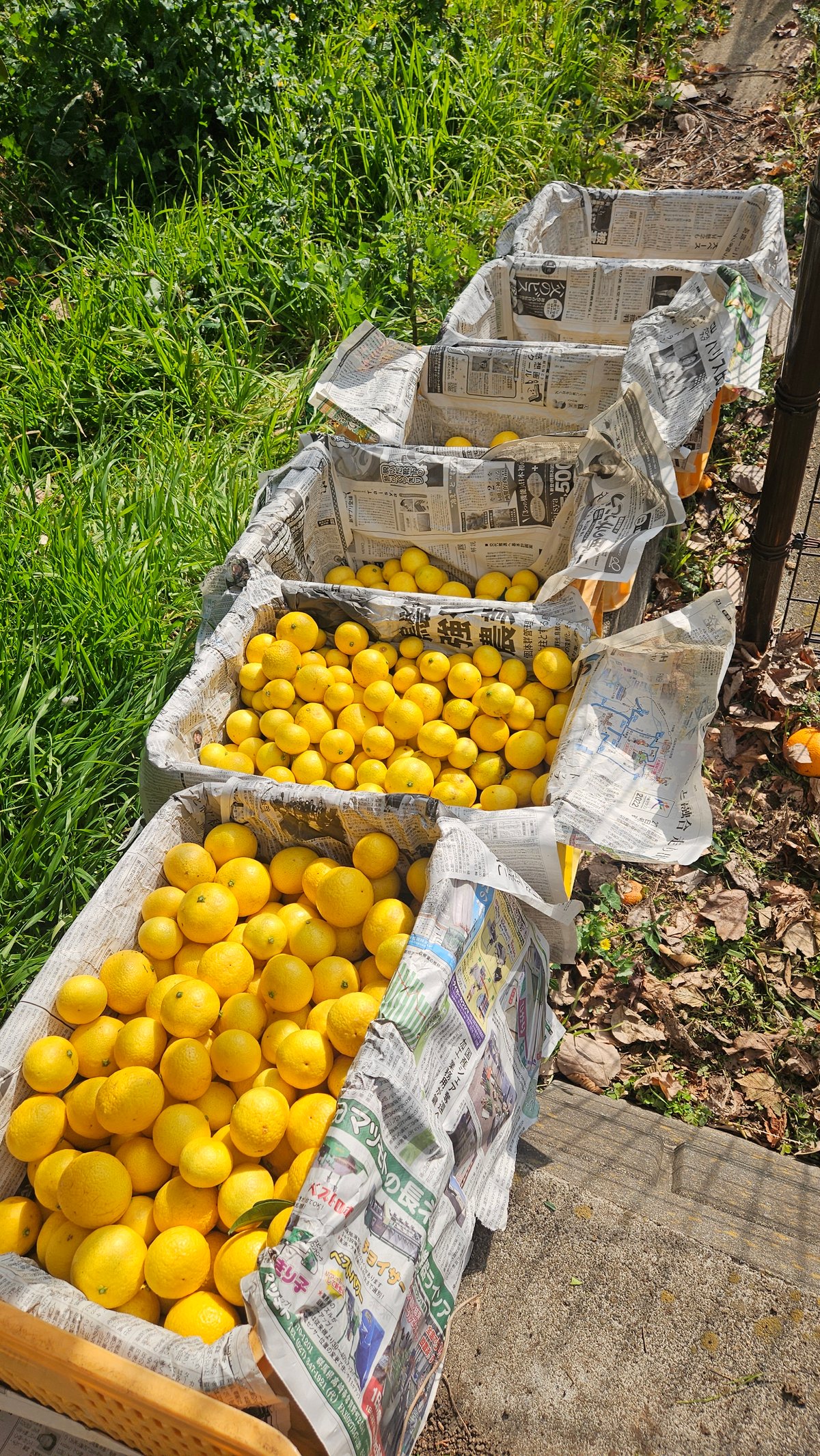 希少☆湘南ゴールド🍊神奈川特産♡5キロ | 柑橘直送 YAJIMA農園