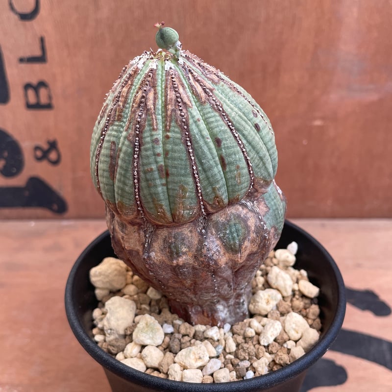 No.052 ユーフォルビア オベサ / Euphorbia Obesa 木質化 変形 Φ6.
