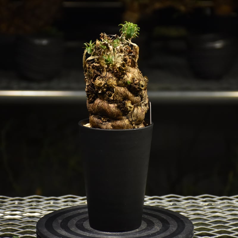 Euphorbia mlanjeana ユーフォルビア ムランジーナ 発根済現地株 I36 |