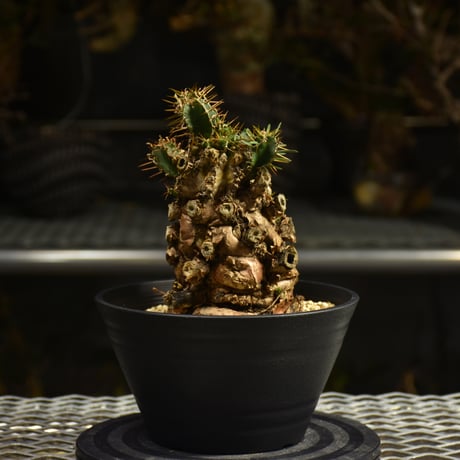 CATEGORY Euphorbia | BONDEX