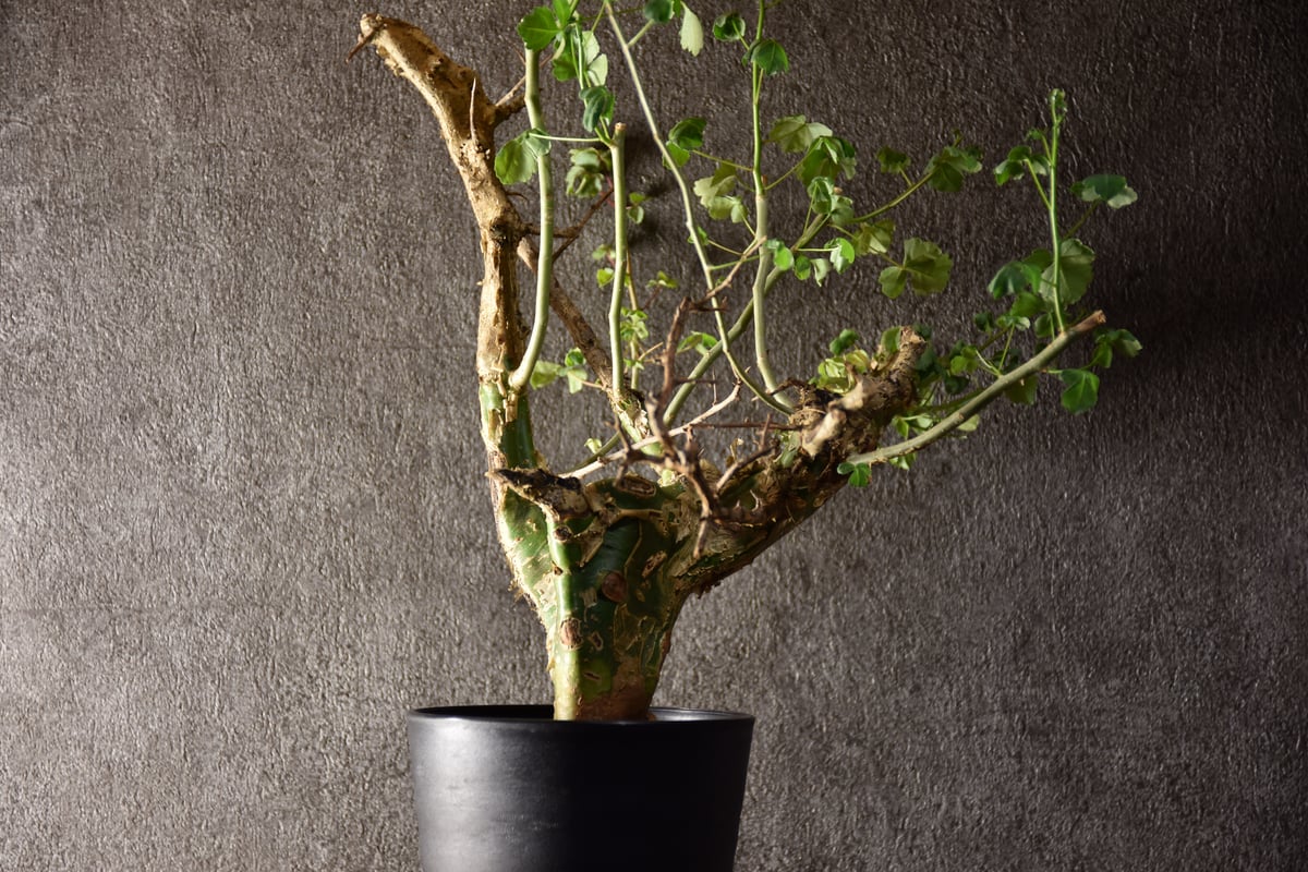 Commiphora campestris var. campestris コミフォラ カンペ