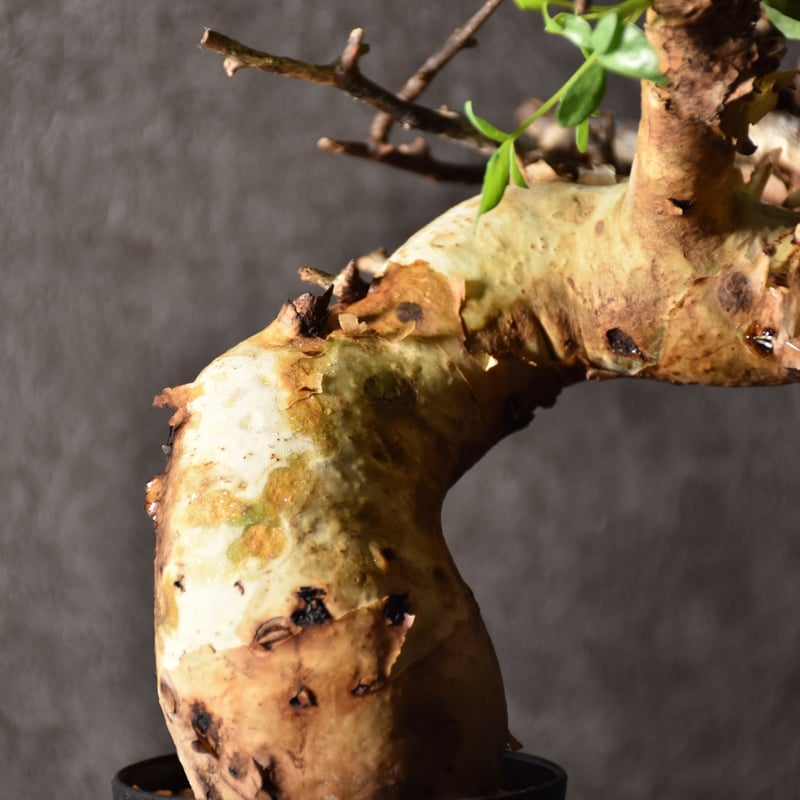 Commiphora kataf pure コミフォラ ピュアカタフ 発根済現地株 4 ソマリ