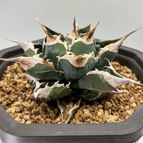 CATEGORY Agave | AgaveLives