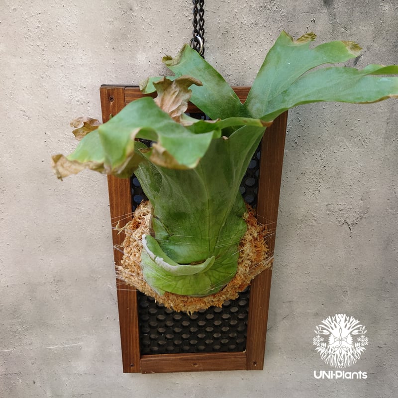 ビカクシダ グランデ Platycerium grande コウモリラン ビカクシダ原種