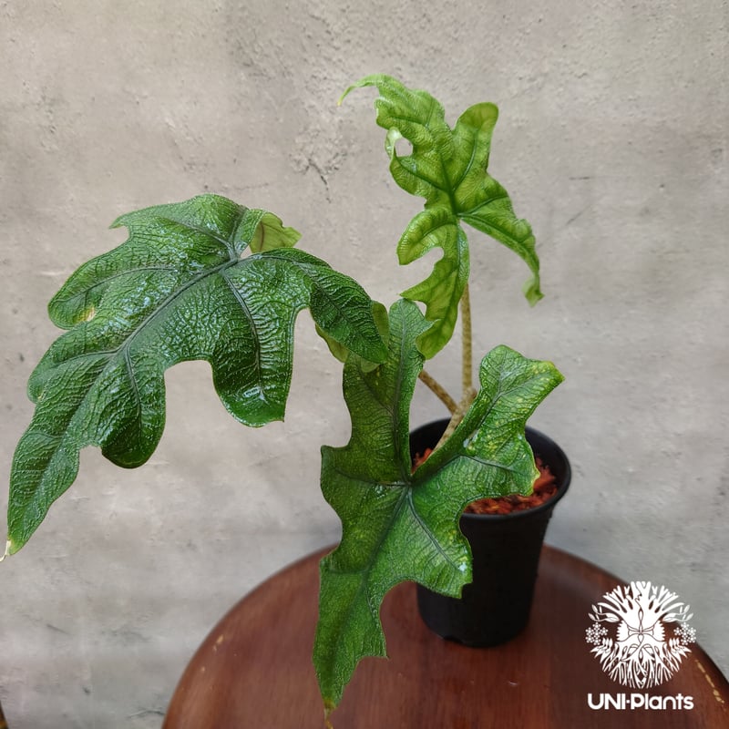 Alocasia jacklyn アロカシア ジャクリン アロカシアジャックリン 観葉