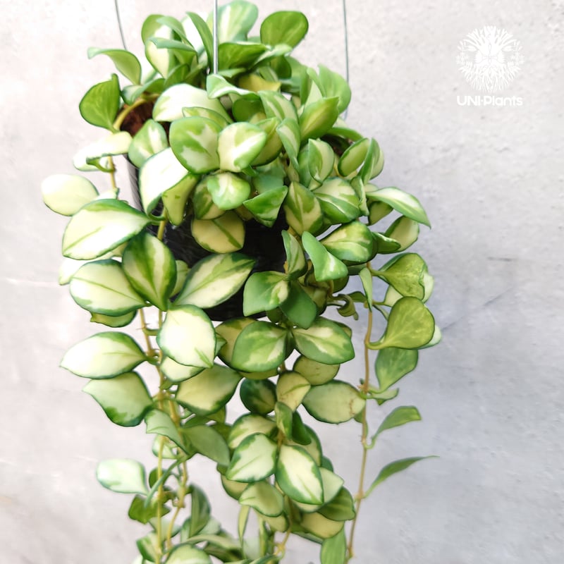 ホヤ ヘウスケリアナ バリエガータ Hoya Heuschkeliana variegata