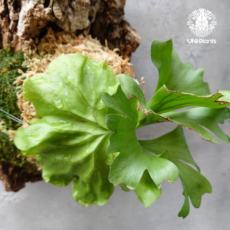 ビカクシダ リドレイ ワイドフォーム Platycerium ridleyi wide for