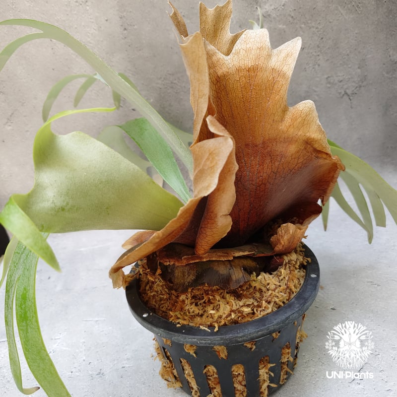 Platycerium Banna #A (pup) ビカクシダ バンナ #A (子株) ビカ