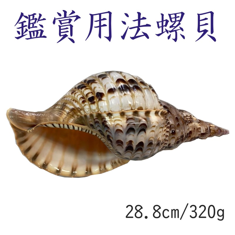 法螺貝 特小 観賞用 28.8㎝/320g | 多田商店 法螺貝と和装の専門店