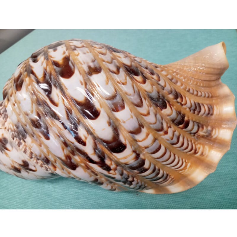 法螺貝 大 約38cm 歌口付き 品番38-01 | 多田商店 法螺貝と和装の専門店