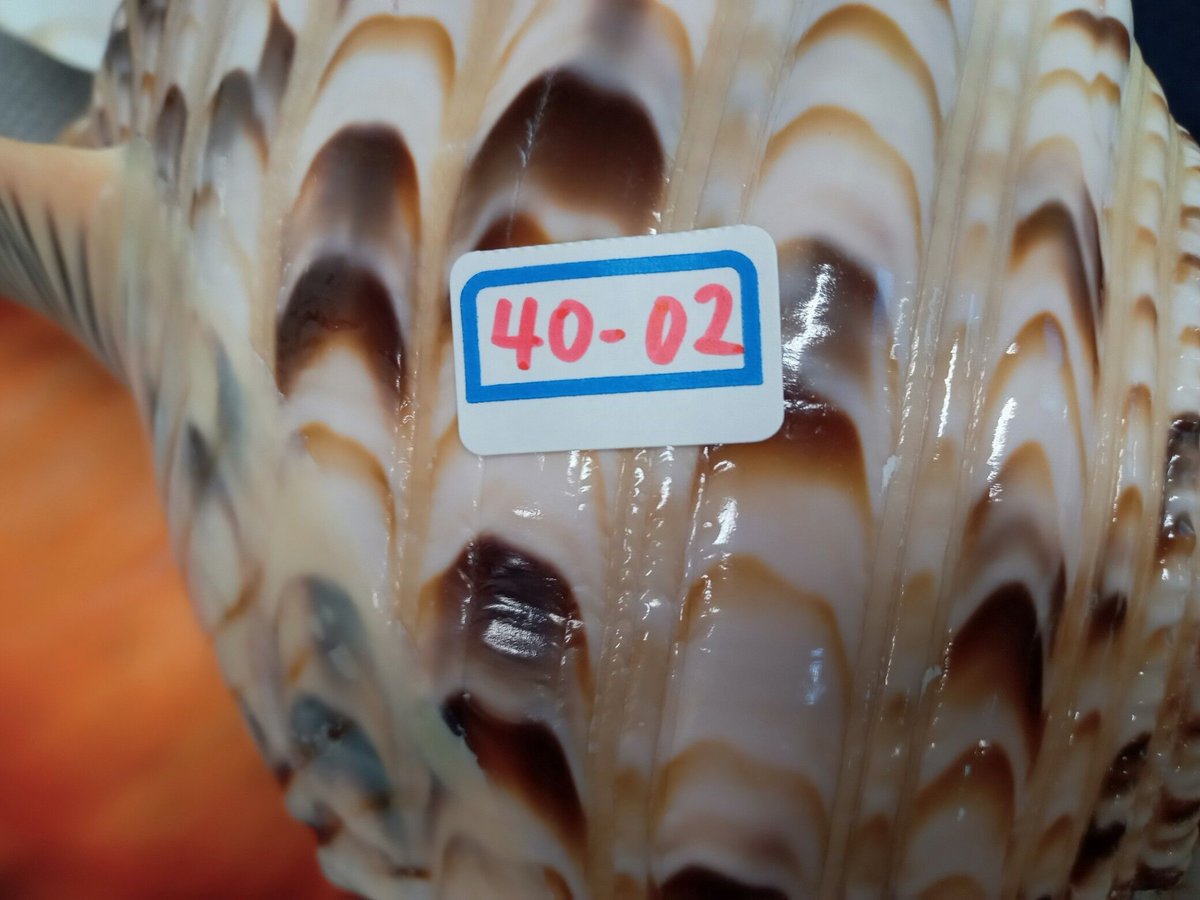 法螺貝 大 約40cm 歌口付き 品番40-02 | 多田商店 法螺貝と和装の専門店