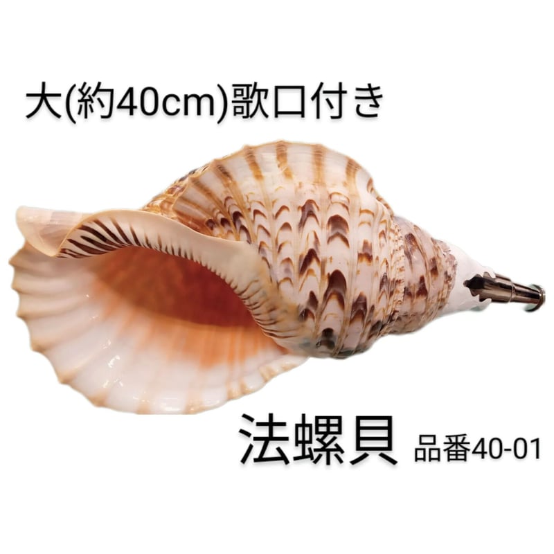 法螺貝 大 約40cm 歌口付き 品番40-01 | 多田商店 法螺貝と和装の専門店