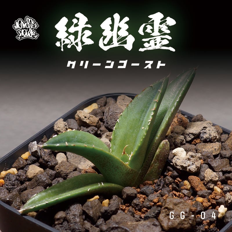 アガベ チタノタ 緑幽霊 / GG-04 | アガベ専門店 モンスターハウス