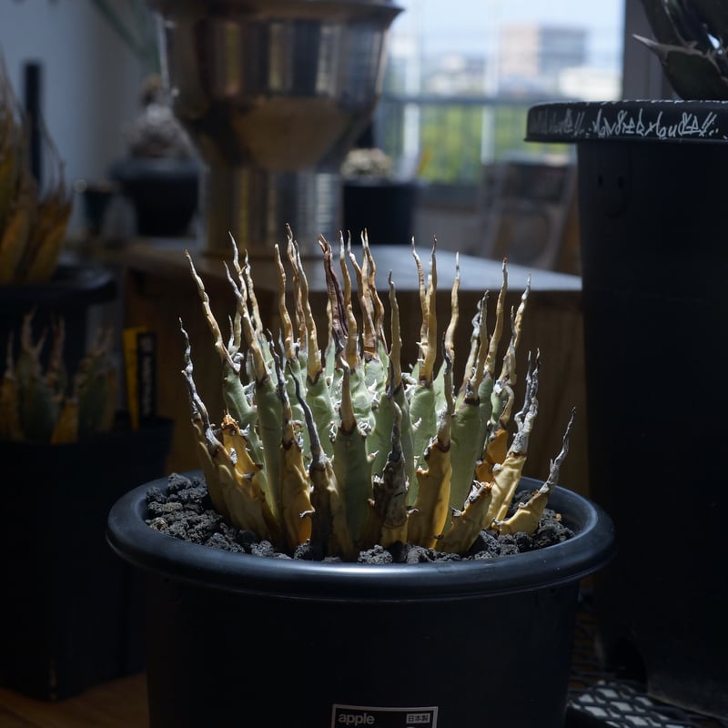 アガベ ユタエンシス エボリスピナ / ES-08 | アガベ専門店 モンスター