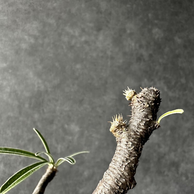 パキポディウム グラキリス【L】現地球/発根済 PGL-12 | Laule'a PLANTS