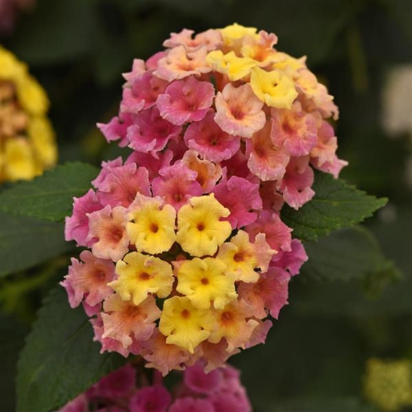 Bloomify Pink Improved Lantana - Tropical Plants - Almost Eden