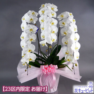大輪胡蝶蘭 3本立（開花輪36輪以上）ピンク系ラッピング - 石毛洋蘭園