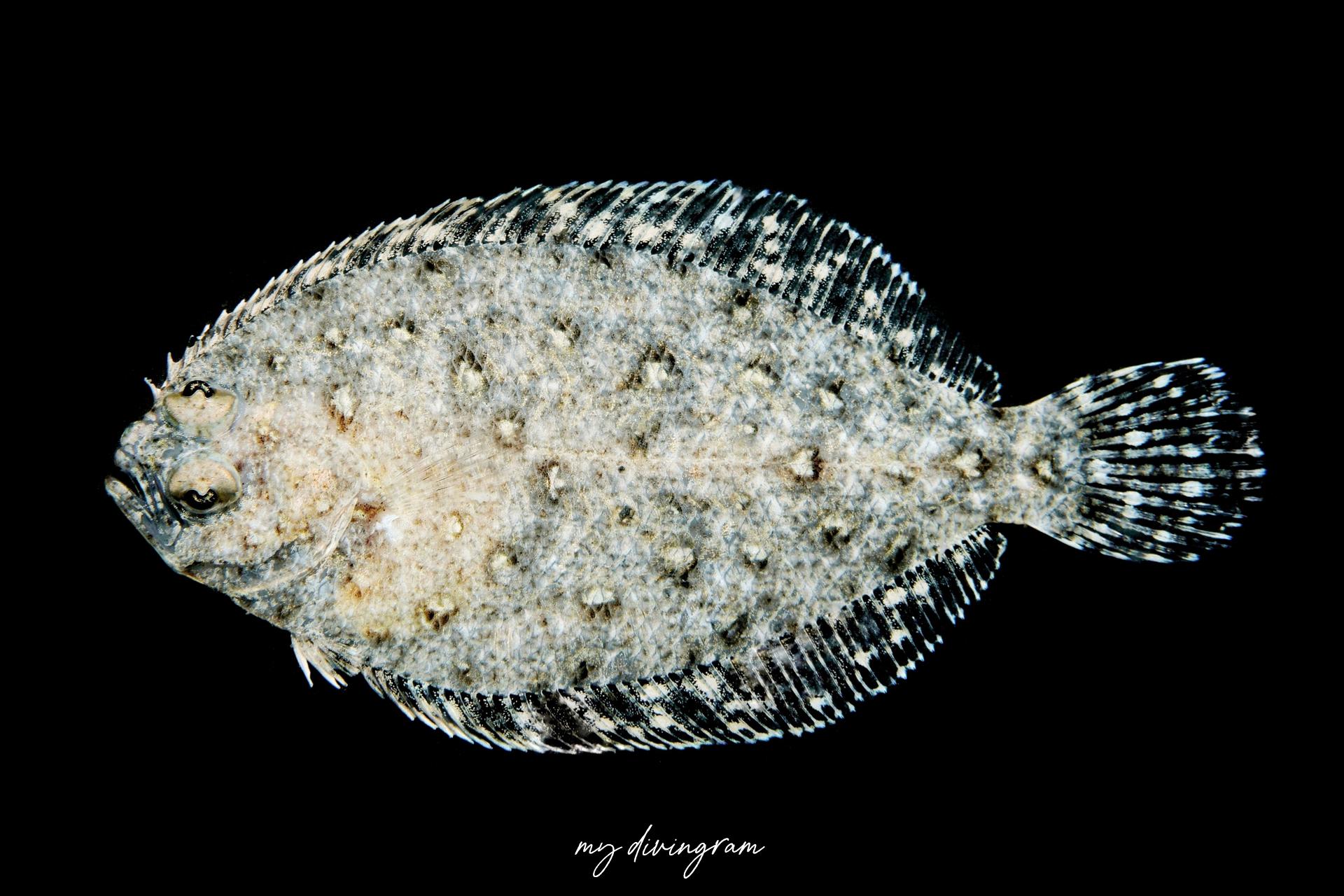 アラメガレイ | 僕らむの魚図鑑