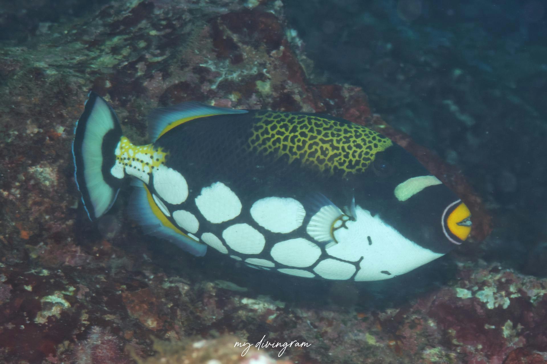 モンガラカワハギ | 僕らむの魚図鑑