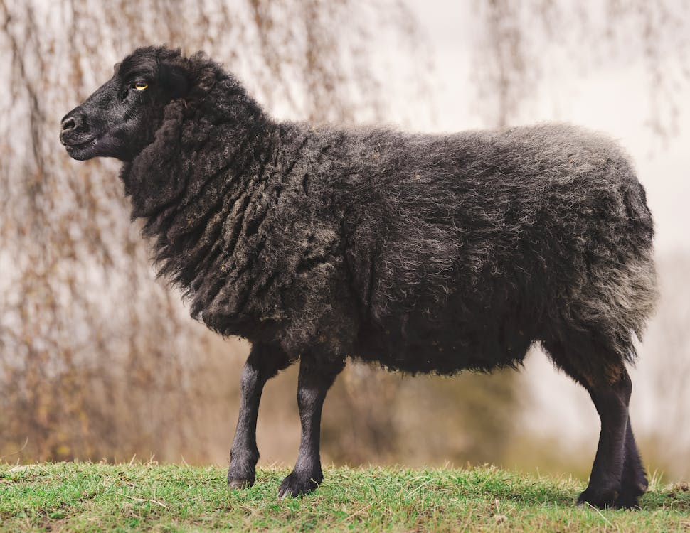 Side View of a Black Sheep Grazing on a Pasture · Free Stock Photo