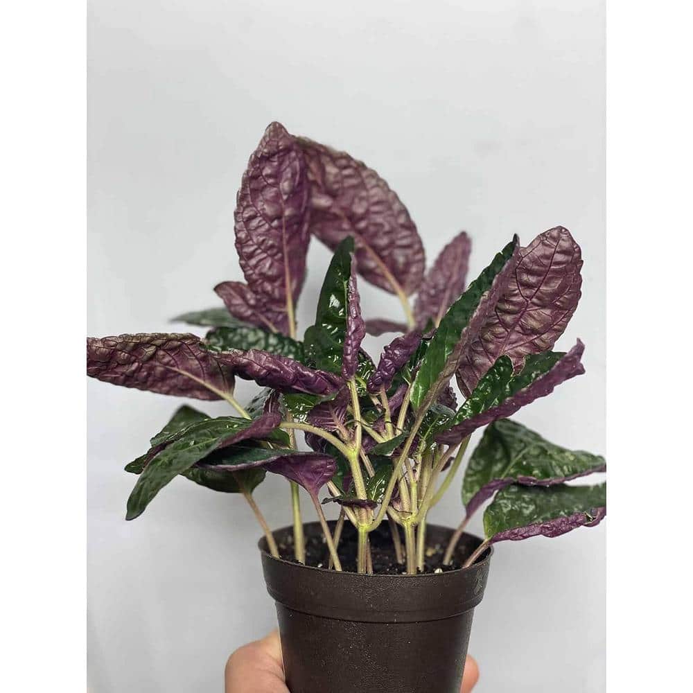 Wekiva Foliage 2 in. Purple Waffle Plant - Live Starter Plant