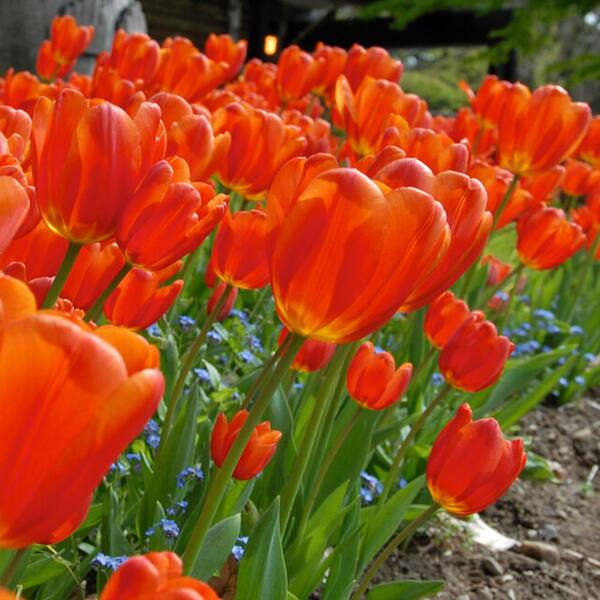 Garden State Bulb 12/+ cm, Triumph Orange Juice Tulip Flower Bulbs