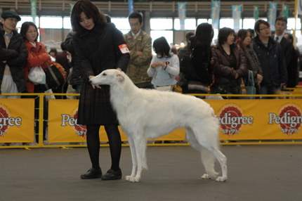 2月28日のボルゾイ単独展にて←カリンコさん。 | ボルゾイ子犬