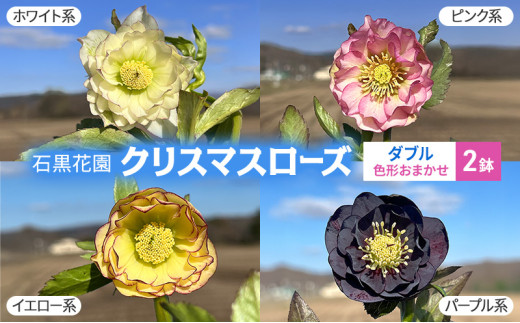 クリスマスローズのパイオニア クリスマスローズ開花予定株お任せ9株