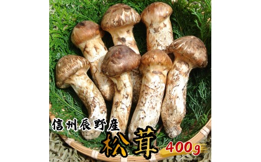 061 辰野産 天然松茸 400g - 長野県辰野町｜ふるさとチョイス