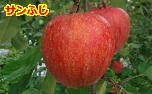りんご【サンふじ＆王林】セット 約5kg（計12～20玉）【2025年産