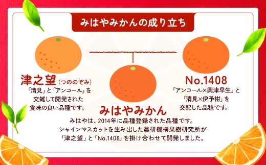 AA088.【希少品種】みはやみかん／約2.5キロ(2026年12月上旬～2027年1